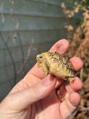 Leopard Tortoise 2024