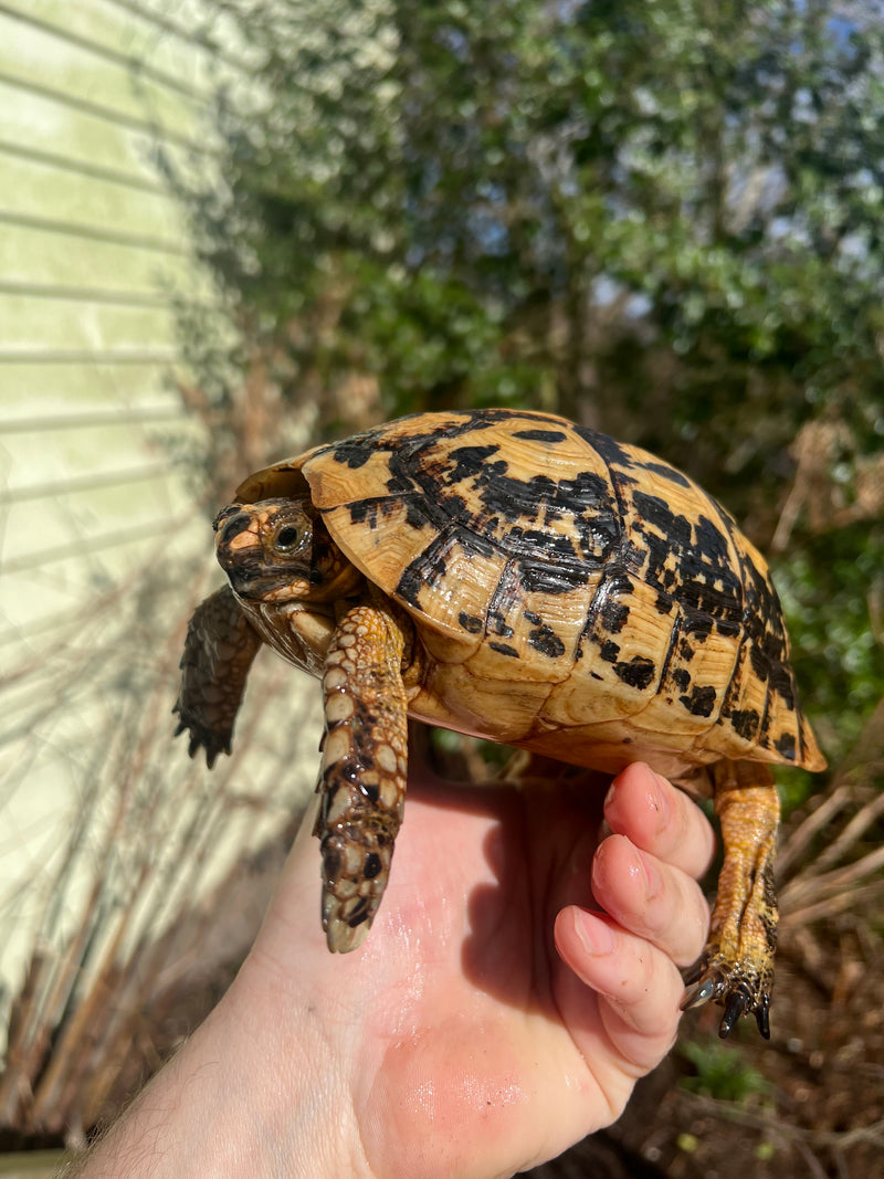 Libyan Greek Tortoise Adult Female