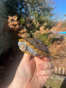 Concentric Diamondback Terrapin Adult Male  (Malaclemys terrapin)
