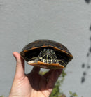 Northern Red Bellied Turtle Fancy Juvenile