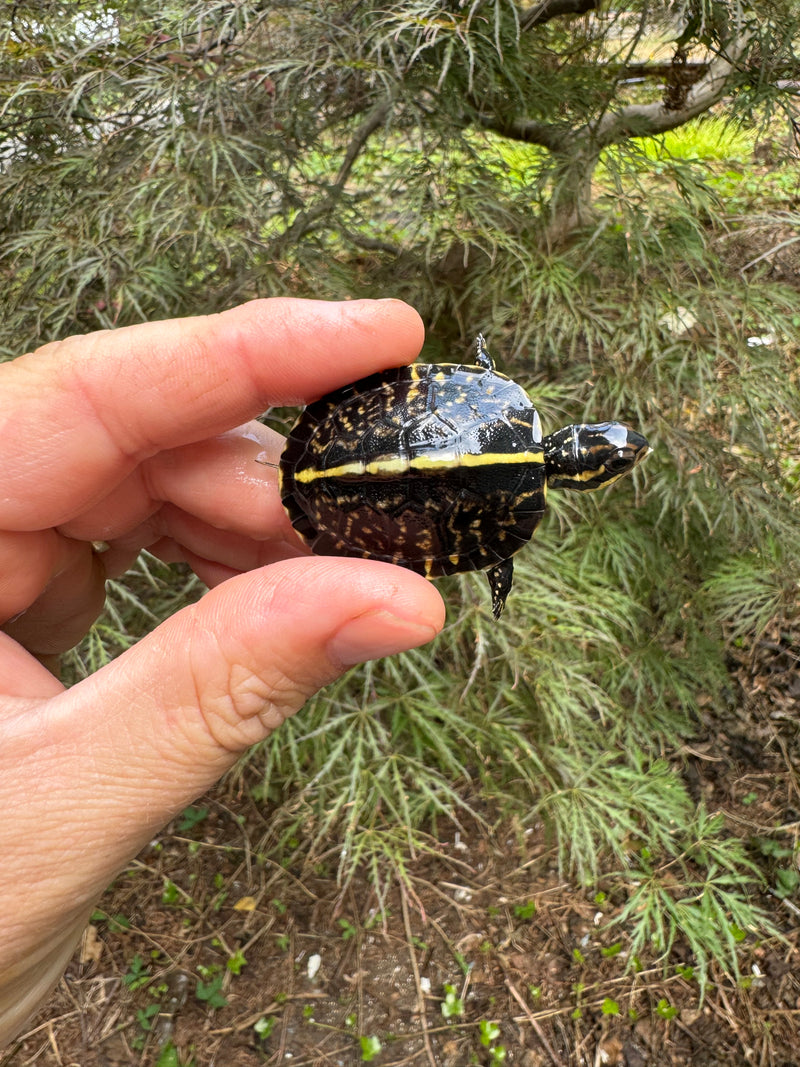 HI YELLOW Florida Box Turtle Baby 2024