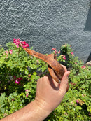Red Salt Marsh Water Snake Adult Female