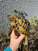 Eastern Hermann's Tortoise Adult Male