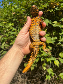 Red Niger Uromastyx Adult Pair