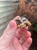 Sri Lankan Star Tortoise Female
