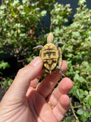 HI YELLOW Florida Box Turtle
