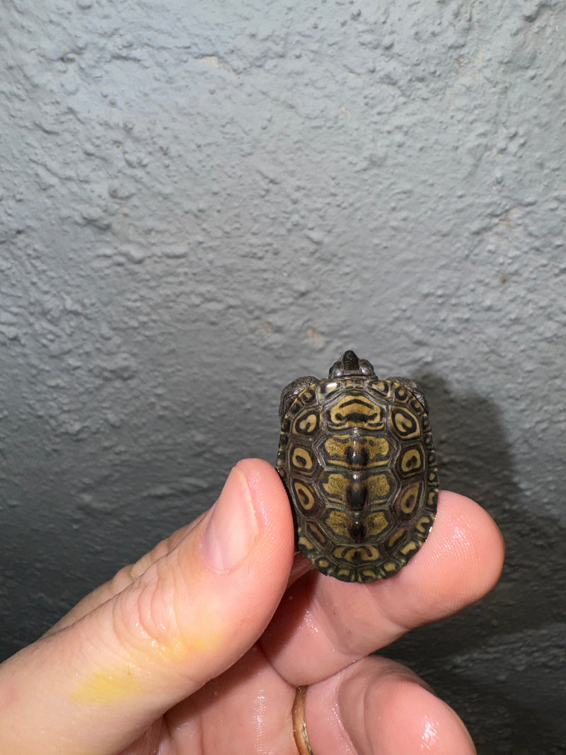 Hi White Concentric Diamondback Terrapin 2024