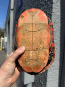 Super Red Northern Red Bellied Turtle Adult Female