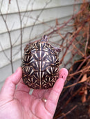 HI YELLOW Florida Box Turtle