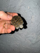 Hi White Concentric Diamondback Terrapin 2025
