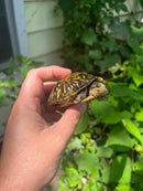 Florida Box Turtle 2021 Female