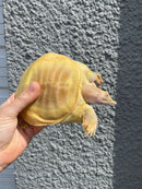 Albino Chinese Softshell Turtle Adult Male