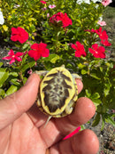 HI Yellow Desert Box Turtle