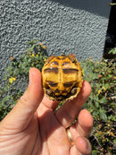 Sri Lankan Star Tortoise