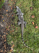 Blue Tegu Adult Female Breeder