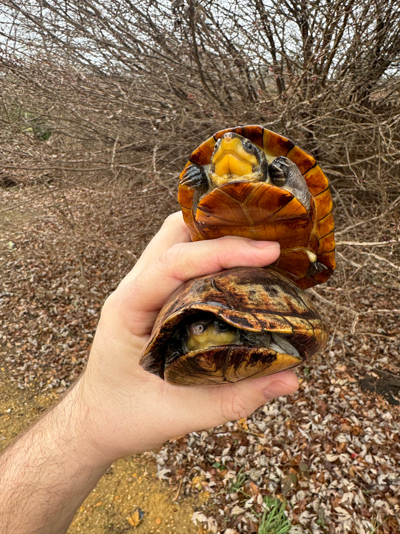 White Lipped Mud Turtle Adult Pair