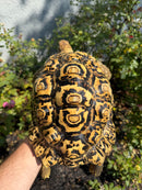Hi White Leopard Tortoise Female