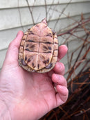 HI YELLOW Florida Box Turtle