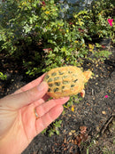Albino Reeves Turtle Pair