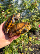 Hypo Yellow Scorpion Mud Turtle Adult Pair