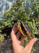 Southern Painted Turtle Adult Female