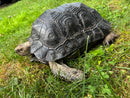 Burmese Black Mountain Tortoise Female