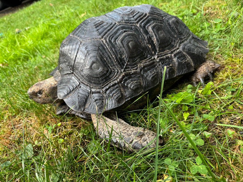 Burmese Black Mountain Tortoise Female