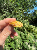 Albino Yellow Bellied Slider Turtle Male