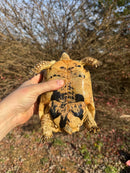 Libyan Greek Tortoise Adult Female