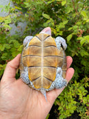 Ornate Diamondback Terrapin Female