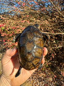 White Lipped Mud Turtle Adult Pair