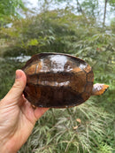 Twist-necked Turtle LTC Female