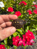 Hi Color Yellow Baby Eastern Box Turtle