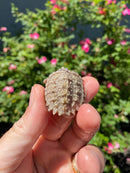 Albino Florida Snapping Turtle 2026