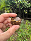 Hi Color Yellow Baby Eastern Box Turtle