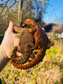 Super Red Niger Uromastyx Adult Pair