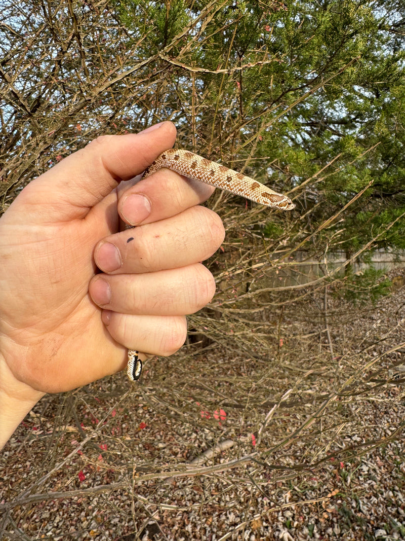 Anaconda Western Hognose Snake Female