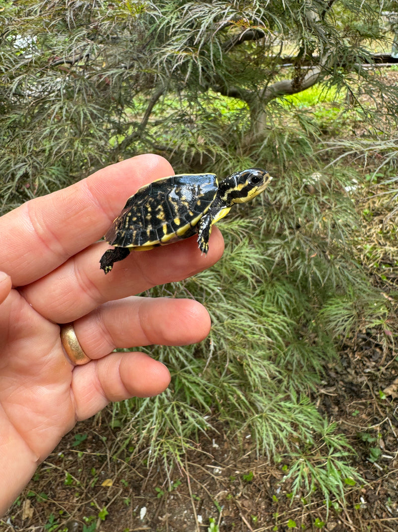 HI YELLOW Florida Box Turtle Baby 2024