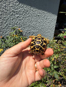Sri Lankan Star Tortoise