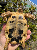 Libyan Greek Tortoise Adult Male
