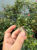 Hypomelanistic Common Snapping Turtle 2026