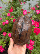 Reeves Turtles Adult Female