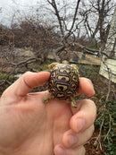 Leopard Tortoise 2026
