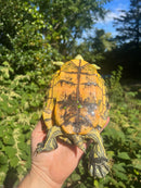 Pastel Clown Red Eared Slider Turtle Breeder Male