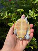 Ornate Diamondback Terrapin Female