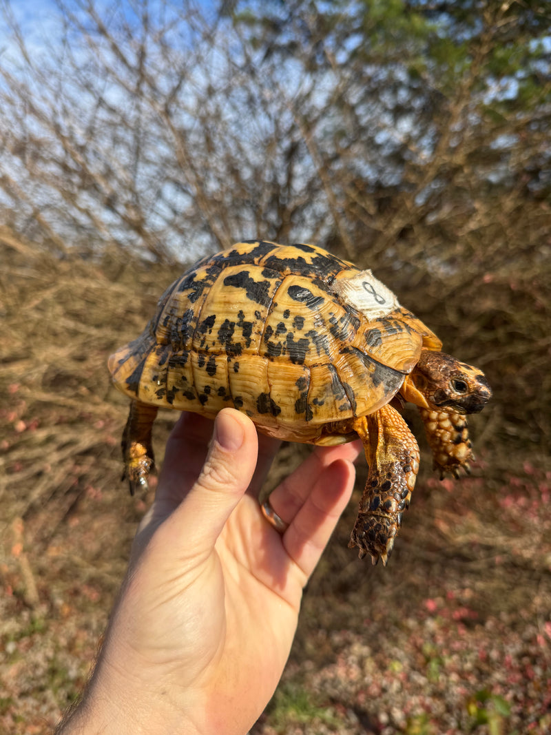 Libyan Greek Tortoise Adult Male