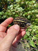 HI YELLOW Florida Box Turtle