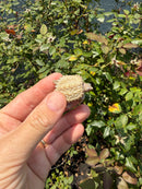 Albino Florida Snapping Turtle 2026