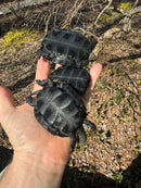 Japanese Pond Turtle 1.3 (Mauremys japonica) (Priced As Group