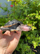 Ornate Diamondback Terrapin Male